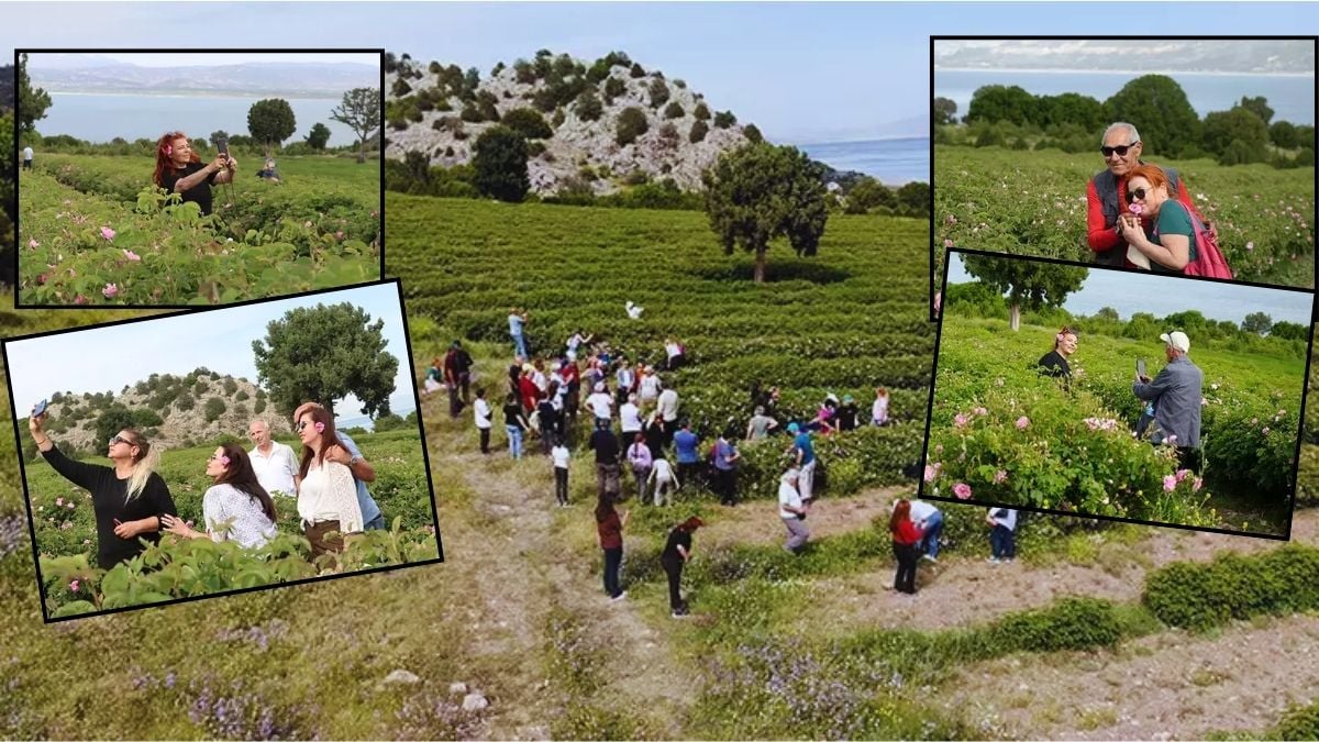 Hasat başladı, tarlaya işçiden çok turist yağdı! Böylesi görülmedi: Yerli, yabancı hepsi hasat yerine akın etti