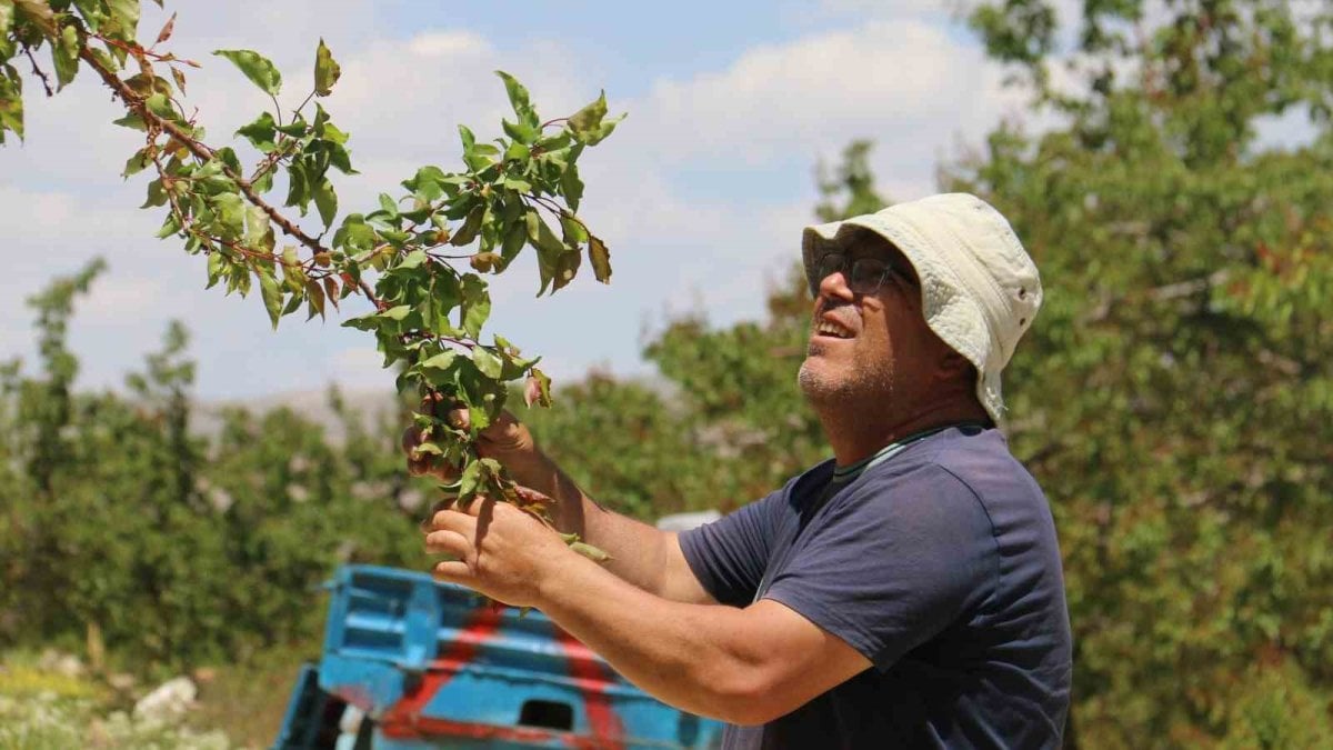 Üreticilere felaket tablosu! Zarar 2 yıla yayılacak: Tonlarca veren bahçede sıfır meyve