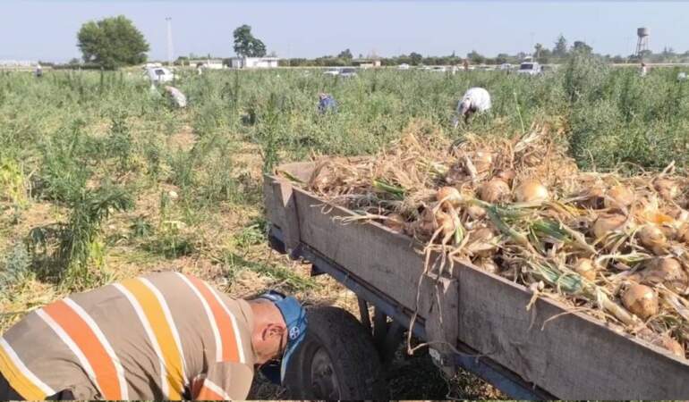 Soğan tarlasını halka açtı: Çiftçi satamadı, halk tarlaya koştu