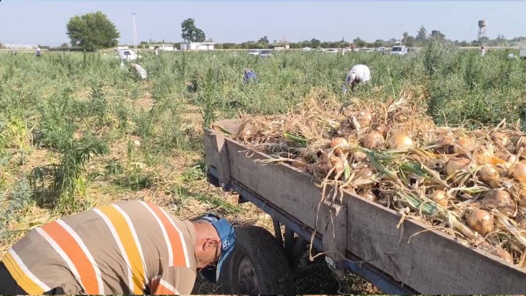 Soğan tarlasını halka açtı: Çiftçi satamadı, halk tarlaya koştu