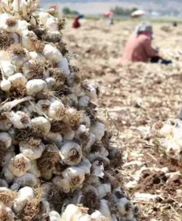 Hasat başladı, fiyat uçtu! Tarlada başka, rafta bambaşka: 55 liraya alıyorlar 200 liraya satıyorlar