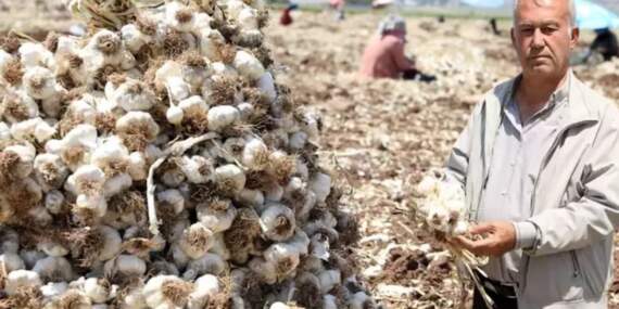 Hasat başladı, fiyat uçtu! Tarlada başka, rafta bambaşka: 55 liraya alıyorlar 200 liraya satıyorlar