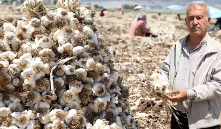 Hasat başladı, fiyat uçtu! Tarlada başka, rafta bambaşka: 55 liraya alıyorlar 200 liraya satıyorlar