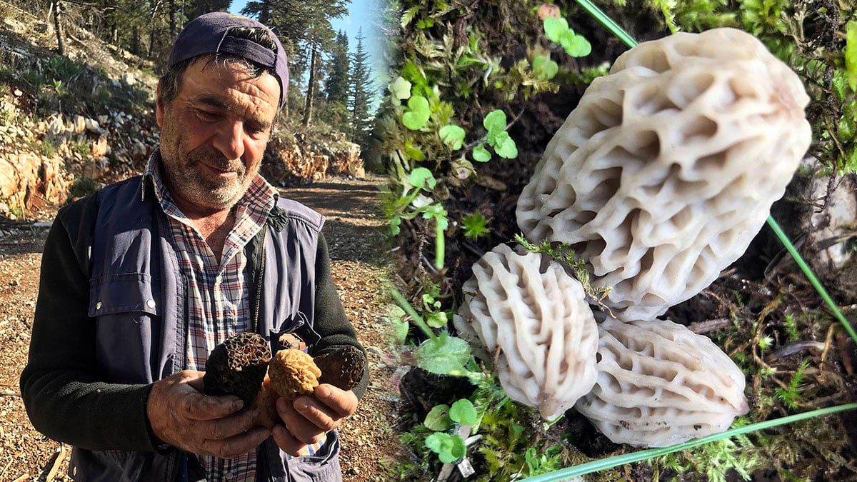 Diplerini tek tek arayıp çıkartıyorlar: Kilosu 1250 TL! Maliyeti sıfır ama toplaması zahmetli