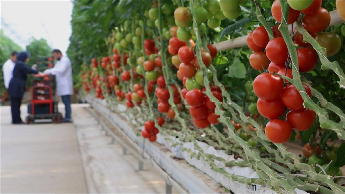 Topraksız tarım mucizesi meyvelerini verdi! 43.000 kişilik ilçenin ekonomisin canlandırdı: 500 ton ihracat yapıldı!
