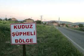 Hatay’da kuduz: 4 mahalle karantinada