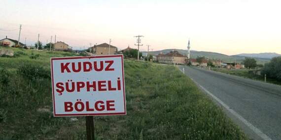 Hatay’da kuduz: 4 mahalle karantinada