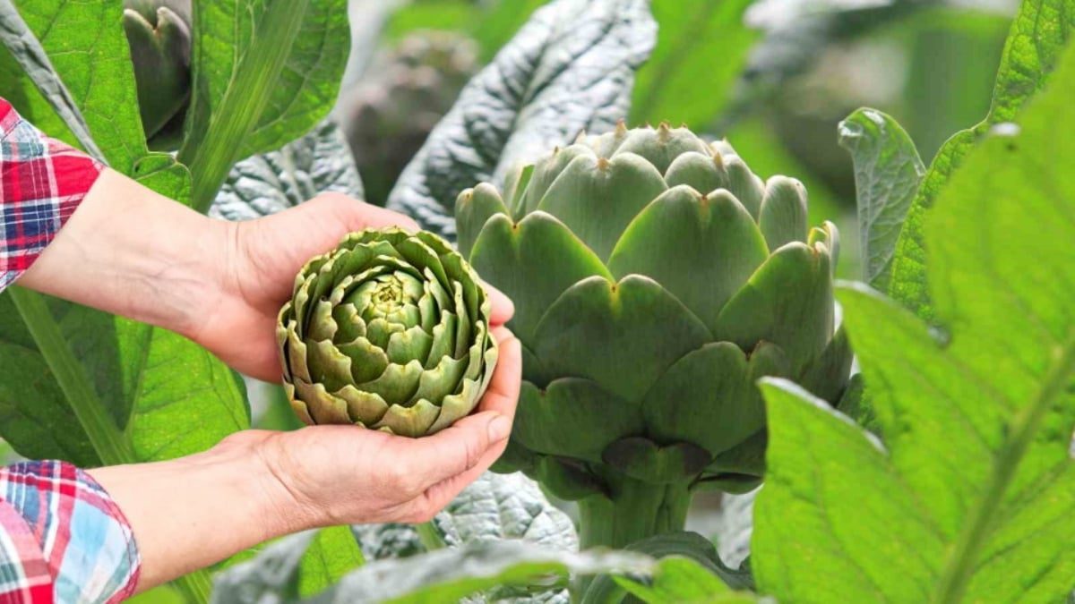 Hasanağa’da enginar hasadı başladı, siparişler Şubat ayında yağdı! Tanesi 70 liradan satılıyor