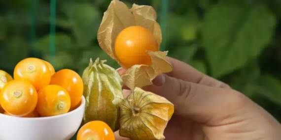 Tadı gibi fiyatı da şaşırtıyor, bildiğiniz meyvelere benzemiyor! “Altın çilek” deniyor, kilosu 150 liradan satılıyor