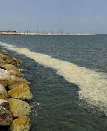 Mersin sahilinde ekosistem alarmı: 300 metrelik biyokütle birikimi tespit edildi