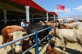 Kurban pazarında hem alıcı hem satıcı dertli: ‘Emekli 15 bin lirayla 35-40 bin liraya kurban kesemez’