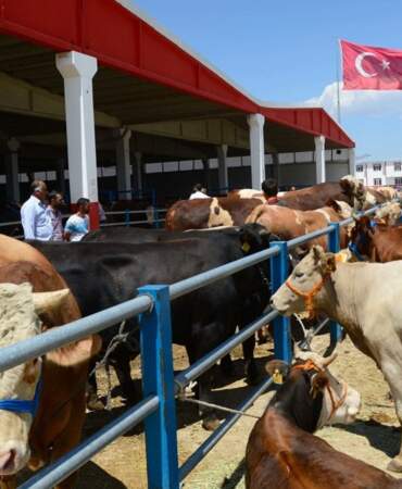 Kurban pazarında hem alıcı hem satıcı dertli: ‘Emekli 15 bin lirayla 35-40 bin liraya kurban kesemez’