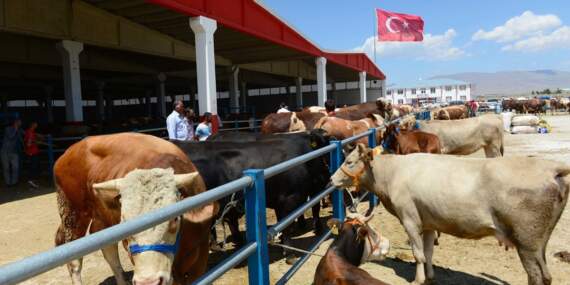 Kurban pazarında hem alıcı hem satıcı dertli: ‘Emekli 15 bin lirayla 35-40 bin liraya kurban kesemez’