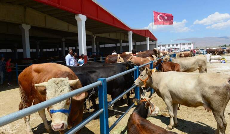 Kurban pazarında hem alıcı hem satıcı dertli: ‘Emekli 15 bin lirayla 35-40 bin liraya kurban kesemez’