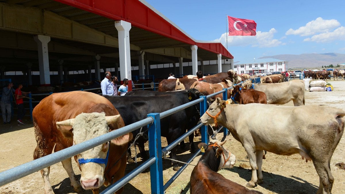 Kurban pazarında hem alıcı hem satıcı dertli: ‘Emekli 15 bin lirayla 35-40 bin liraya kurban kesemez’