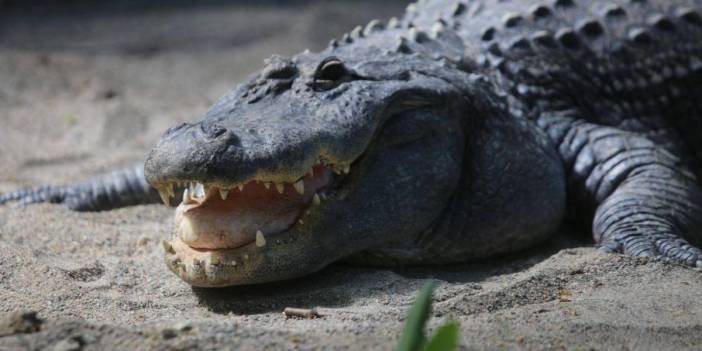 Burası Amerika değil Türkiye! 235 kiloluk dev timsah görenleri hayrete düşürdü: O ilimize akın akın geliyorlar