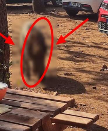 Aydın’da akıl almaz olay! Denize girdiği sırada geldi: Yaban domuzu çantasını kaptı kaçtı