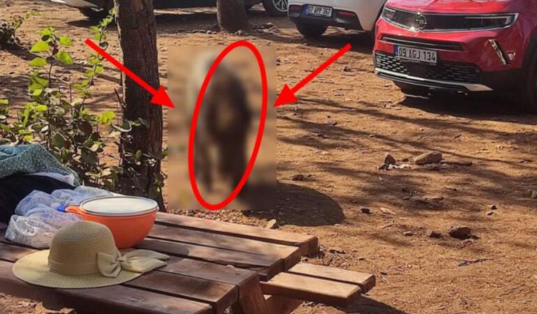 Aydın’da akıl almaz olay! Denize girdiği sırada geldi: Yaban domuzu çantasını kaptı kaçtı