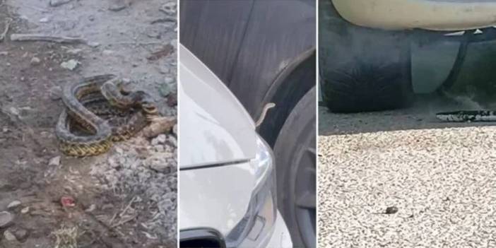 Burası Amazon ormanları değil Türkiye! İlçeyi yılan korkusu sardı, belediye alarma geçti
