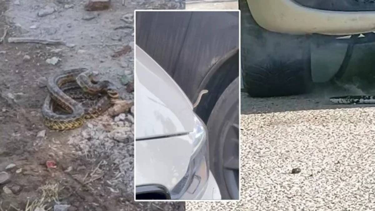 Burası Amazon ormanları değil Türkiye! İlçeyi yılan korkusu sardı, belediye alarma geçti