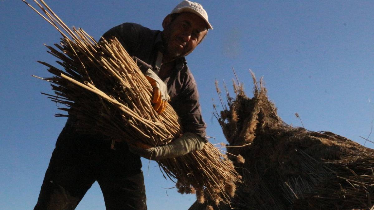 Hasat 5 ay sürüyor, Hollanda ve İngiltere’den sipariş yağıyor! Rekolte %90 düştü ama talep artmaya devam ediyor
