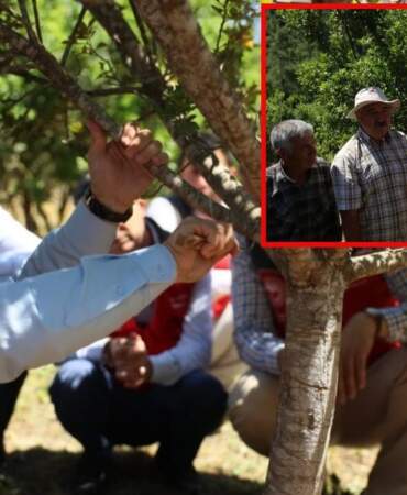 10 yıl önce dikildi, ilk hasadı yeni yapıldı! Yeni gelir kapısı olacağı düşünülüyor: Doğal ilaç olarak dikkat çekiyor