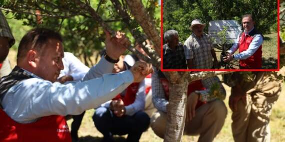 10 yıl önce dikildi, ilk hasadı yeni yapıldı! Yeni gelir kapısı olacağı düşünülüyor: Doğal ilaç olarak dikkat çekiyor