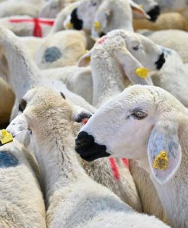 Kurbanlık sevkiyatları yüzde 20 düştü