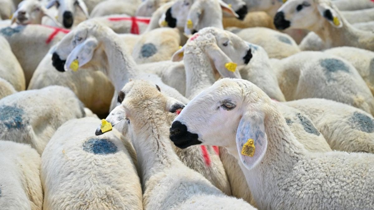 Kurbanlık sevkiyatları yüzde 20 düştü