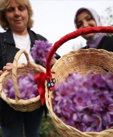 Altın baharat hasadı yapıyor gramından binlerce TL’ye kazanıyor! Dikimi zor toplaması basit! Zenginliğin en kolay anahtarı