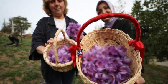 Altın baharat hasadı yapıyor gramından binlerce TL’ye kazanıyor! Dikimi zor toplaması basit! Zenginliğin en kolay anahtarı