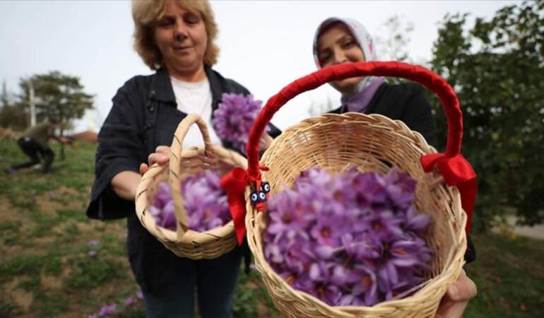 Altın baharat hasadı yapıyor gramından binlerce TL’ye kazanıyor! Dikimi zor toplaması basit! Zenginliğin en kolay anahtarı