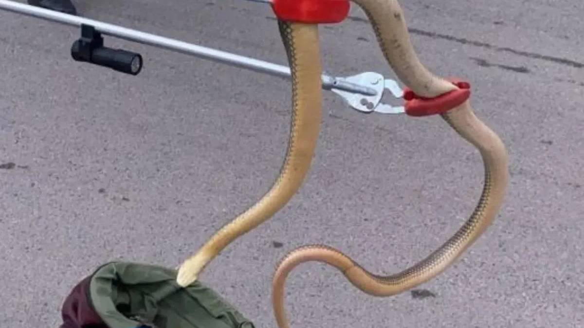 Burası Amerika değil Türkiye! Dev yılan bir anda ortaya çıktı. O ilimizde korkulan istila başladı