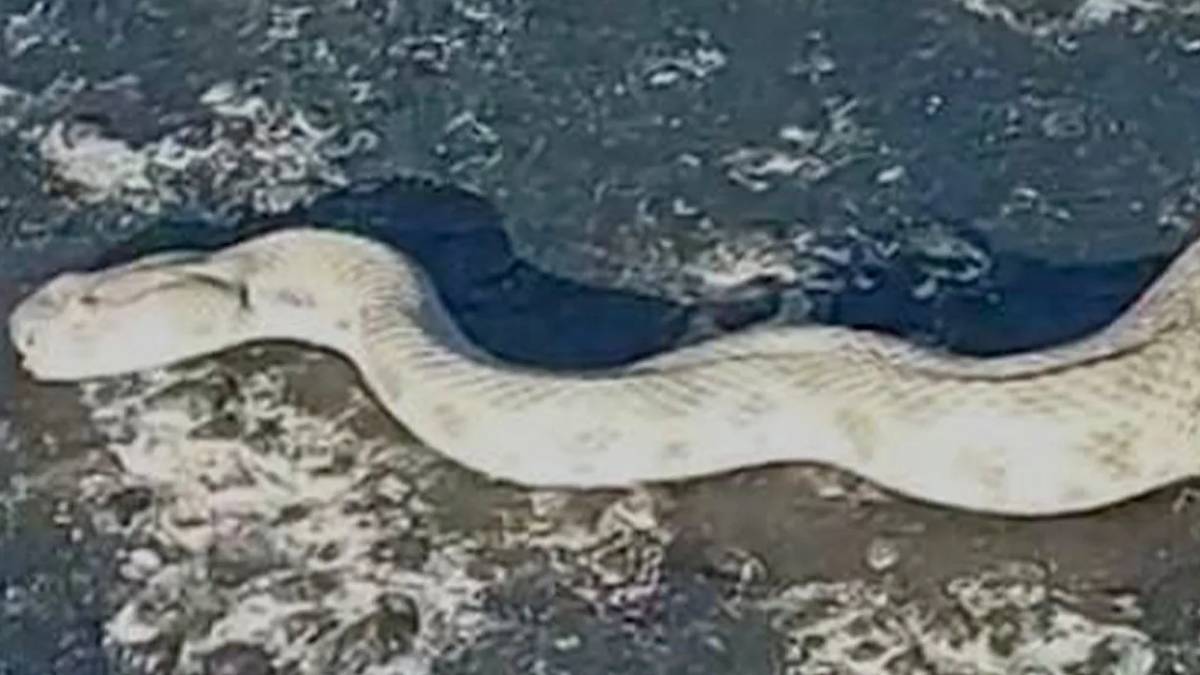 Bu manzara herkesi şaşkına çevirecek! Burası Afrika değil Türkiye. Dünyanın en zehirli dev yılanı, istila başladı