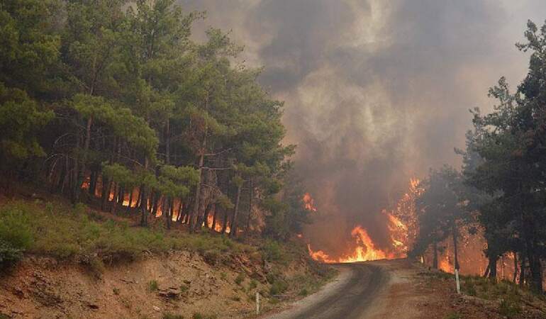 İzmir’de ormanlık alanlara giriş yasağı: 1 Haziran – 31 Ekim