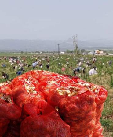 Marketlerde kilosu 20 TL, burada ücretsiz! Çiftçinin isyanı vatandaşın bayramı oldu: Bedavaya soğan dağıttı