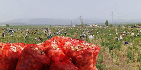 Marketlerde kilosu 20 TL, burada ücretsiz! Çiftçinin isyanı vatandaşın bayramı oldu: Bedavaya soğan dağıttı