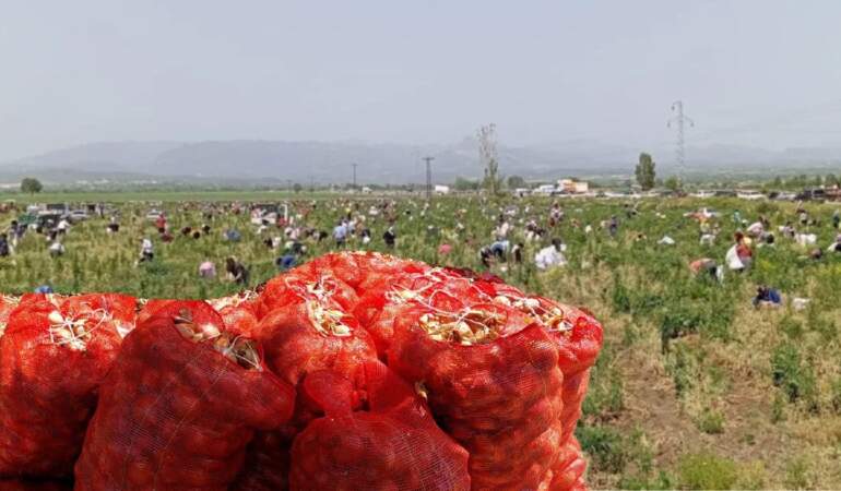 Marketlerde kilosu 20 TL, burada ücretsiz! Çiftçinin isyanı vatandaşın bayramı oldu: Bedavaya soğan dağıttı