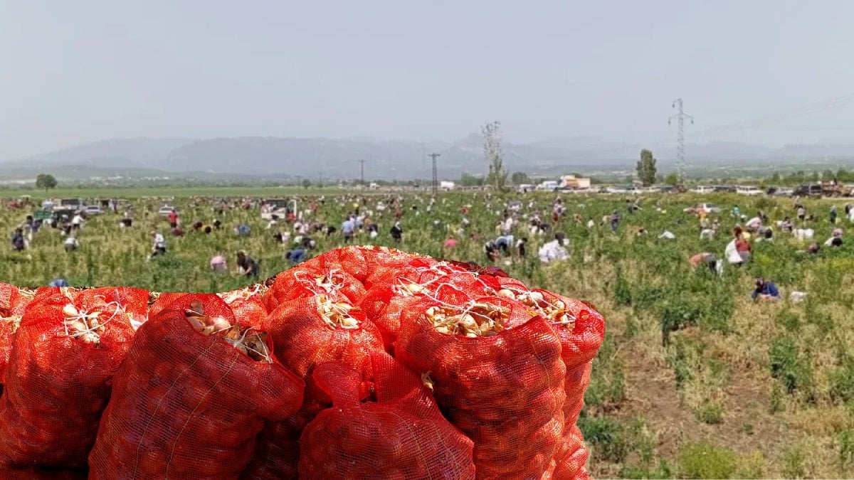 Marketlerde kilosu 20 TL, burada ücretsiz! Çiftçinin isyanı vatandaşın bayramı oldu: Bedavaya soğan dağıttı