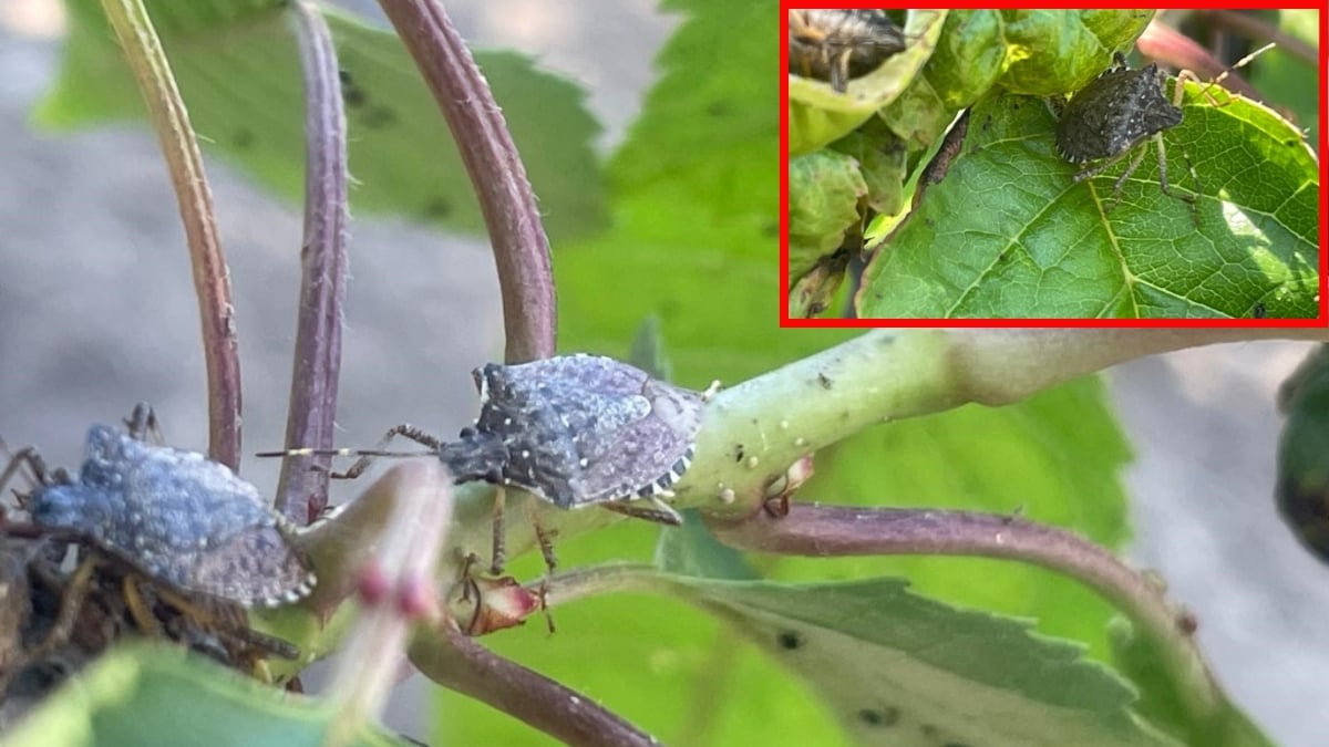 Saklandıkları yerden çıktılar, çiftçiyi mağdur ettiler! Kiraz, erik ve dutlara zarar verdiler: Kokarca kabusu yine başladı