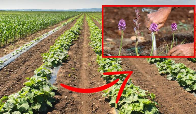 Geleneksel domates biber gitti, yerine bu geldi! Çiftçi her boşluğa ekiyor: Bu ürün sayesinde servet kazanıyor!