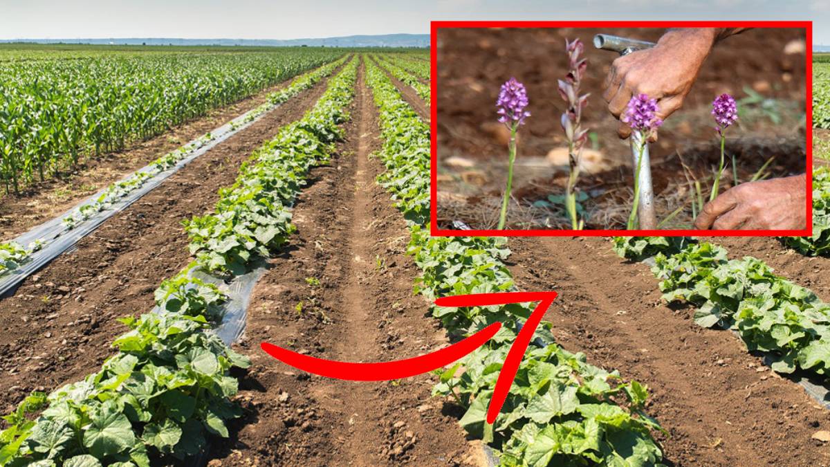 Geleneksel domates biber gitti, yerine bu geldi! Çiftçi her boşluğa ekiyor: Bu ürün sayesinde servet kazanıyor!