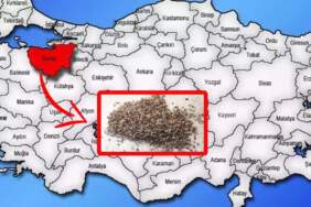 Türkiye’yi dört dolandı! Bursa’da alarm verildi: Böcek istilası verimi düşürüyor