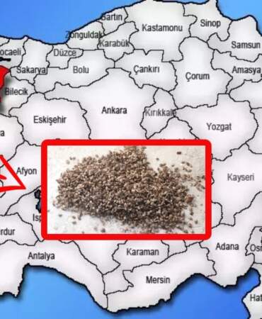 Türkiye’yi dört dolandı! Bursa’da alarm verildi: Böcek istilası verimi düşürüyor