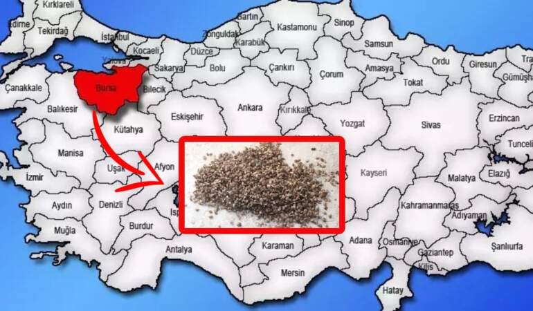 Türkiye’yi dört dolandı! Bursa’da alarm verildi: Böcek istilası verimi düşürüyor