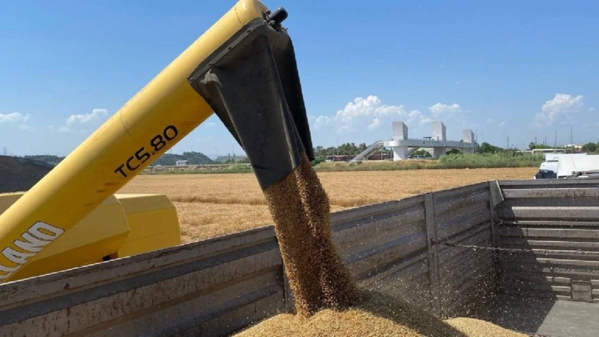 Yılın ilk buğday hasadı başladı! Yılda 20 bin ton buğday üretiliyor