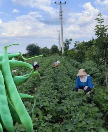 Bursa’da yetişiyor, tarlada kilosu 65 liradan satılıyor! Yiyenler tadını unutamıyor: “Nazende fasulyesi”