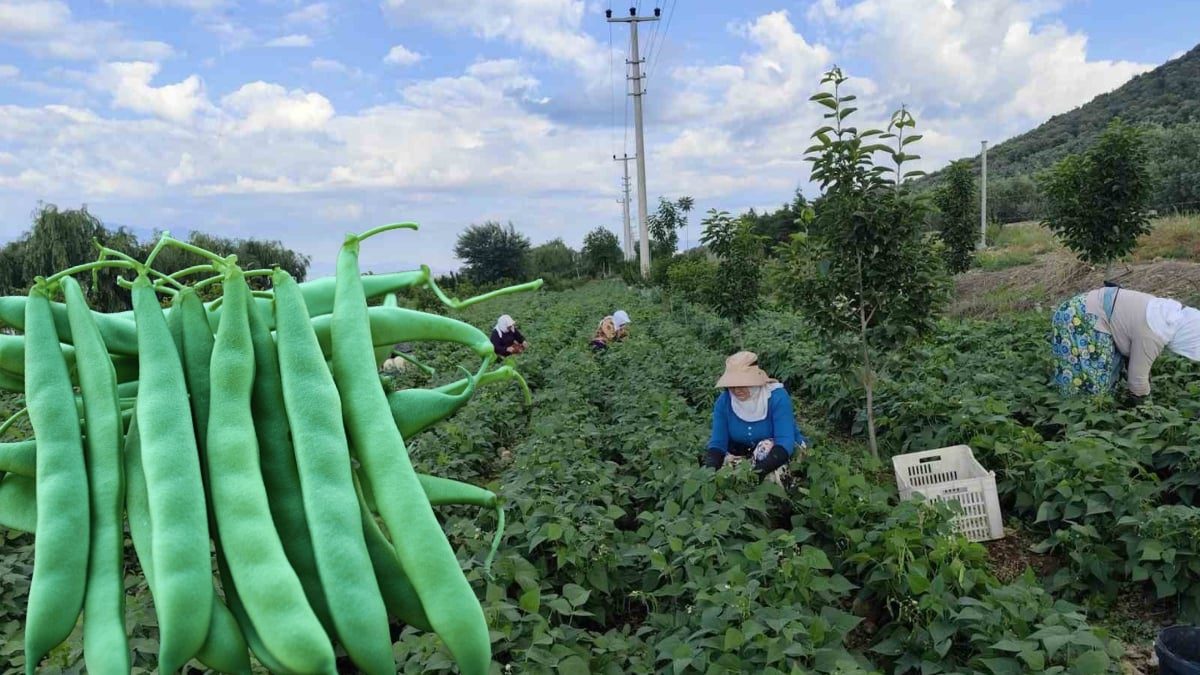 Bursa’da yetişiyor, tarlada kilosu 65 liradan satılıyor! Yiyenler tadını unutamıyor: “Nazende fasulyesi”
