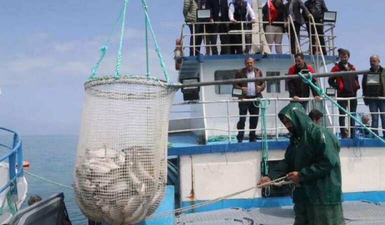 Karadeniz’e kuruldu, hasat başladı! Tanesi yarım kilo geliyor: Rusya, Japonya almak için yarışıyor