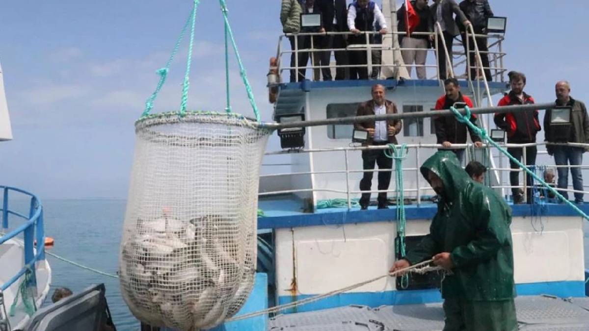 Karadeniz’e kuruldu, hasat başladı! Tanesi yarım kilo geliyor: Rusya, Japonya almak için yarışıyor
